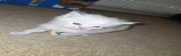 Ragdoll cats for sale: Accidental litter  - Advert 17