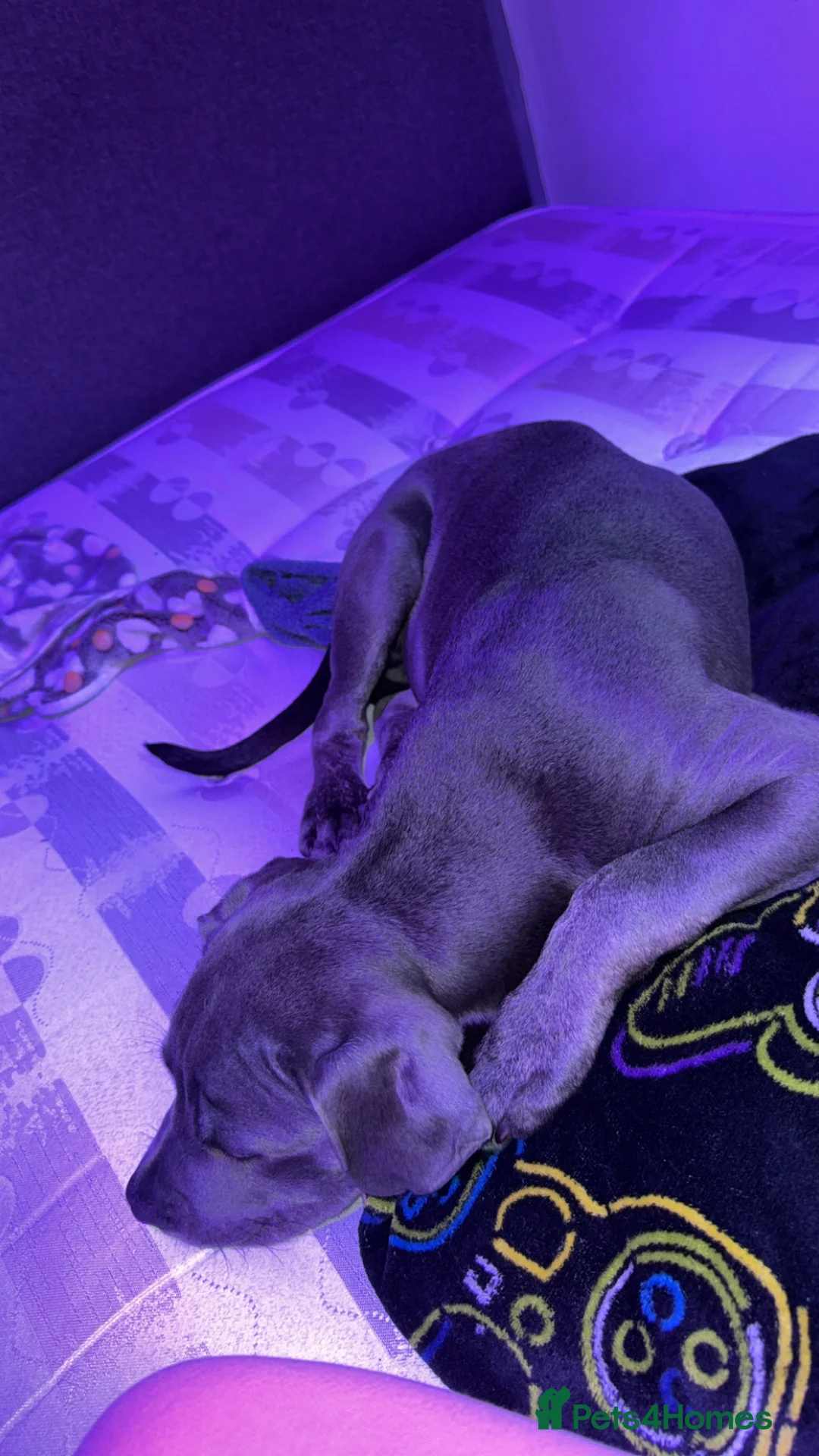 Mixed Breed dogs for sale: Beautiful blue eye Canecorso/American Staffy  - Advert 2
