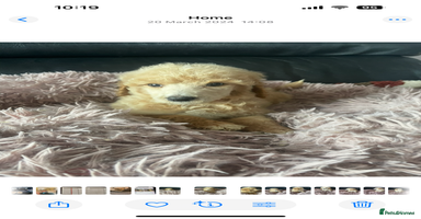 Standard Poodle dogs Kc standard poodles - Advert 12