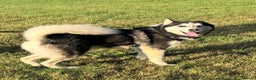 Siberian Husky dogs for sale: 4 pups left! - Advert 4