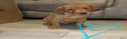 Labrador Retriever dogs for sale: 3 FoxRed Labrador Boys Available  - Advert 37