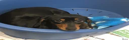 Miniature Dachshund dogs for sale: Beautiful rare piebald miniature dachshund puppies - Advert 2