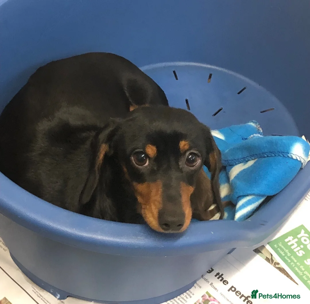 Miniature Dachshund dogs for sale: Beautiful rare piebald miniature dachshund puppies - Advert 2