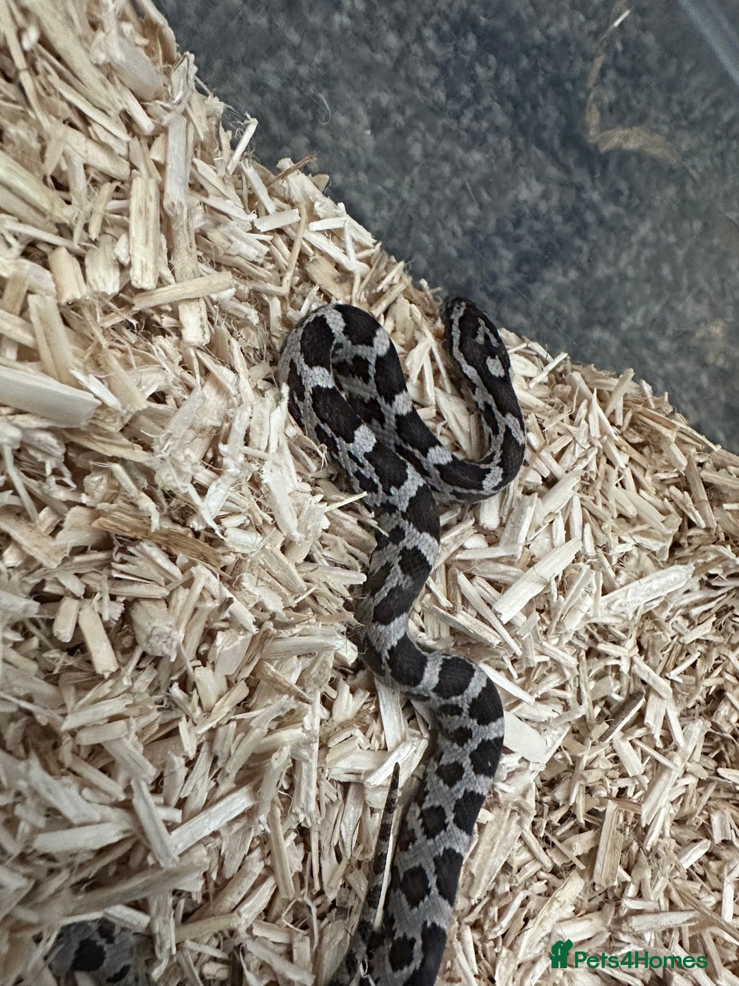 Snake reptiles for sale: Various snakes for sale - Advert 2