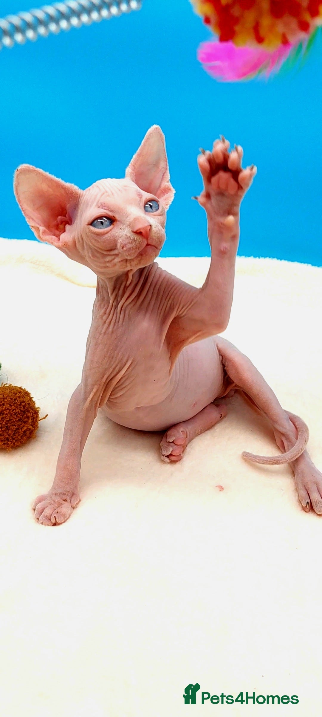 Sphynx cats for sale: Sphynx Kittens – Males & Female – International ✅ - Advert 21
