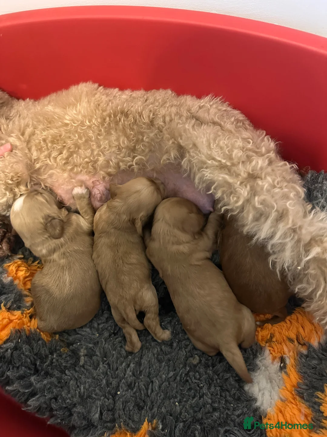 Cavapoo dogs for sale: Gorgeous Cavapoo puppies  in Egham - Advert 7