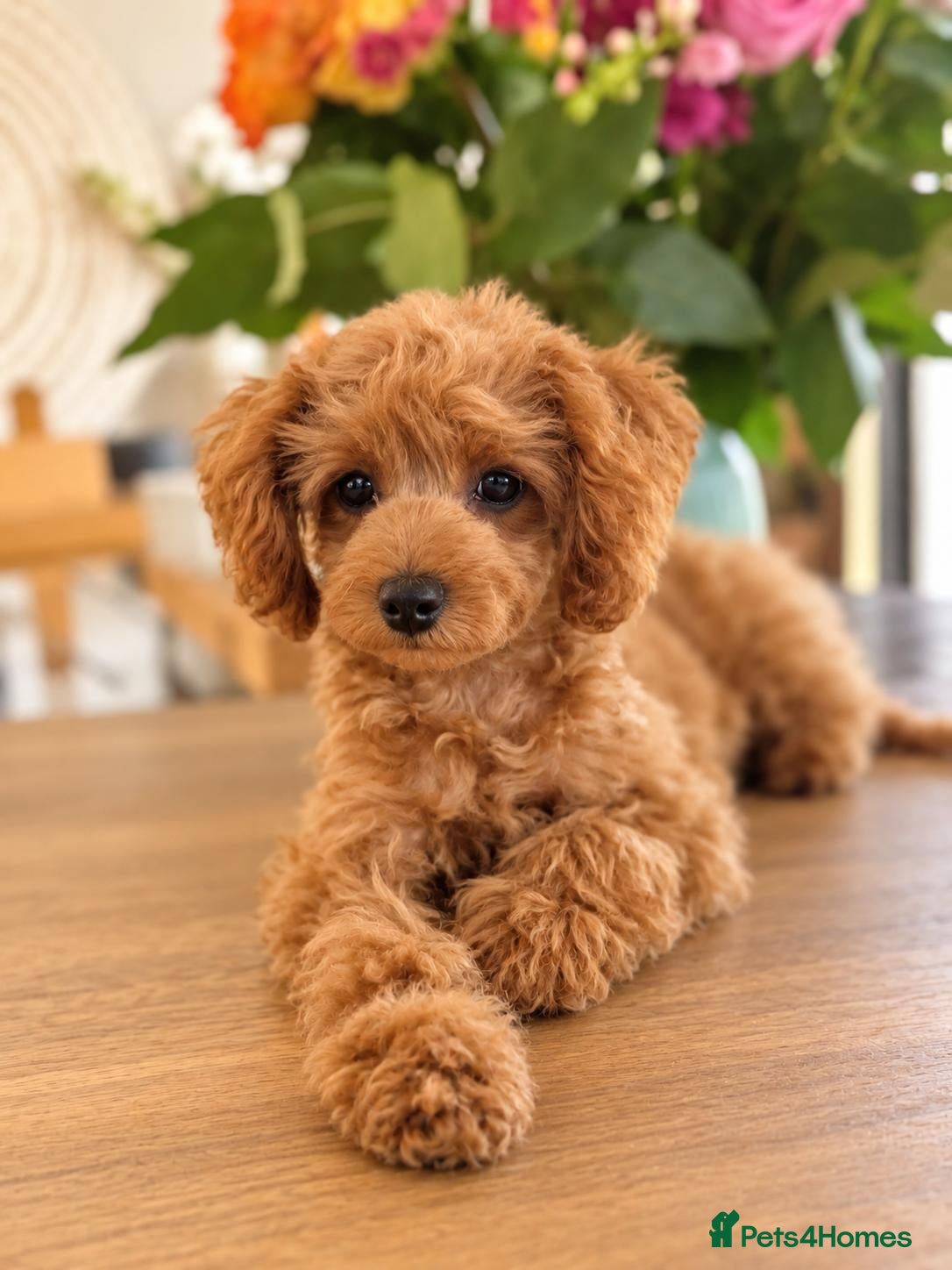 Cockapoo dogs 1 female Cockerpoo fully vaccinated  - Advert 6