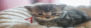 Maine Coon Kitten 6