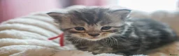Maine Coon cats for sale: Gorgeous Mainecoon kittens ready 10th June  - Advert 13