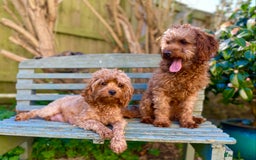 Cavapoo dogs for stud: F1b 5.6kg Cavapoo stud. Devon 100% success in Winkleigh - Image 11