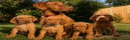 Hungarian Vizsla dogs for sale: KC Registered Hungarian Vizsla Puppies - Advert 1