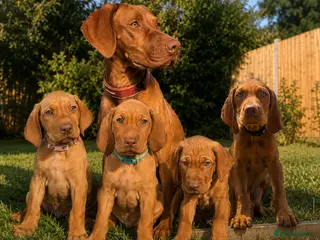 Hungarian Vizsla dogs KC Registered Hungarian Vizsla Puppies - Advert 3