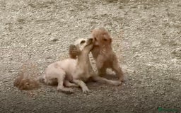 Cockapoo dogs for sale: Stunning ** F2 cockapoo - Image 9