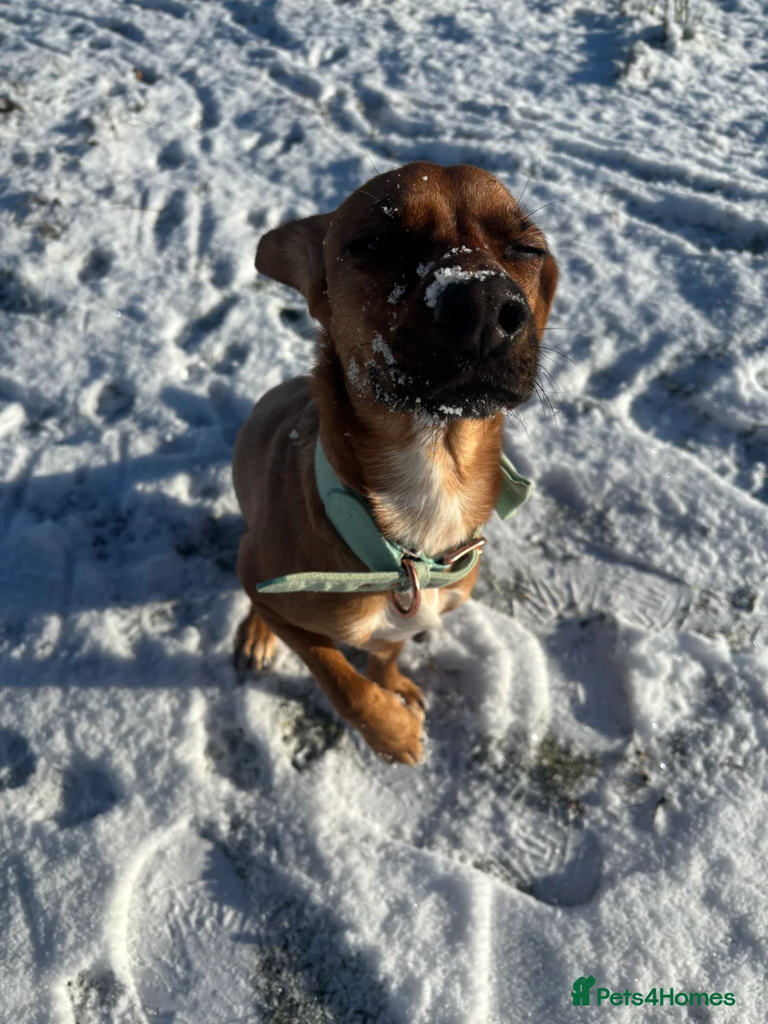 Mixed Breed dogs for sale:  Sweet 2-Year-Old Female Cocker Jack  in Thetford - Advert 2