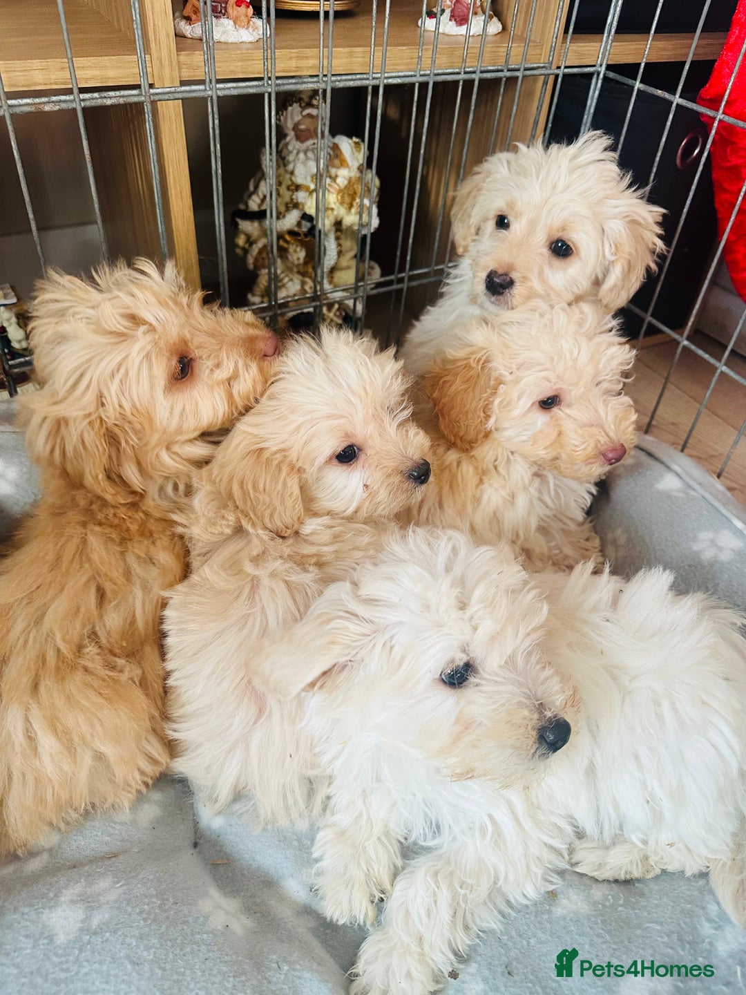 Jackapoo dogs for sale: F1b Jackapoo puppies for sale  - Advert 3