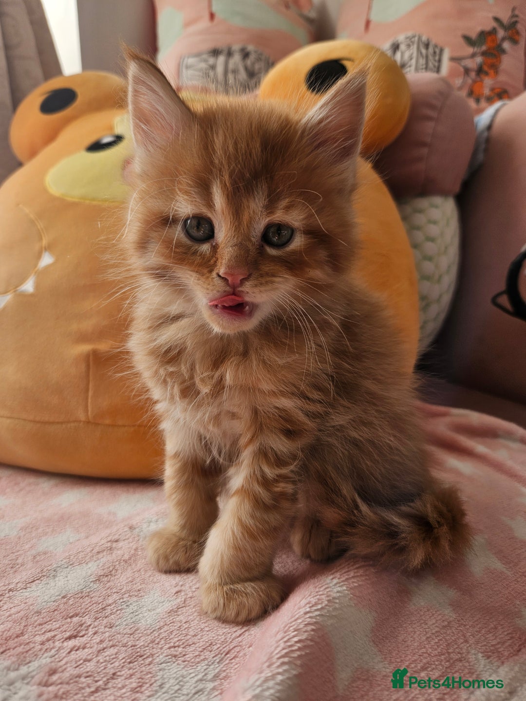 Mixed Breed cats for sale: Beautiful ginger mix long hair maine coon kittens - Advert 12