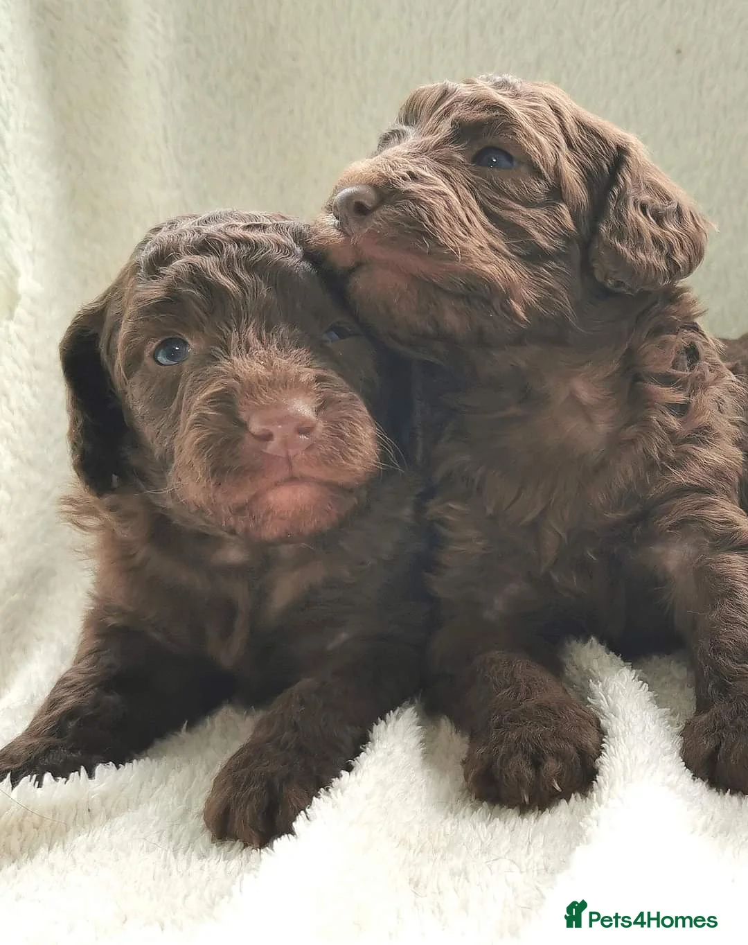 Cockapoo dogs for stud: Chocolate Cockapoo STUD *DNA & BVA EYE TESTED* in Manchester - Advert 6