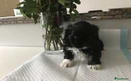 Lhasa Apso dogs for sale: Beautiful KC registered Lhasa Apso puppies.  - Image 8