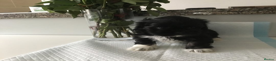 Lhasa Apso Puppy 2