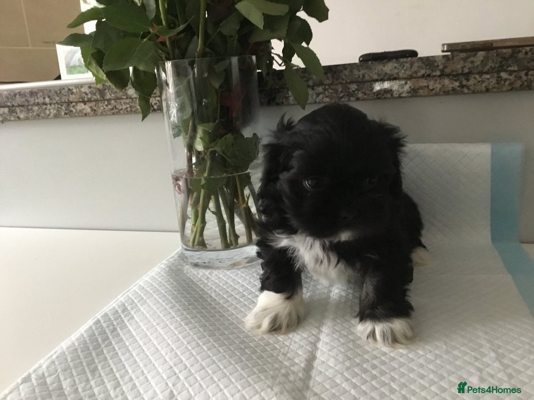 Lhasa Apso dogs for sale: Beautiful KC registered Lhasa Apso puppies.  - Image 8