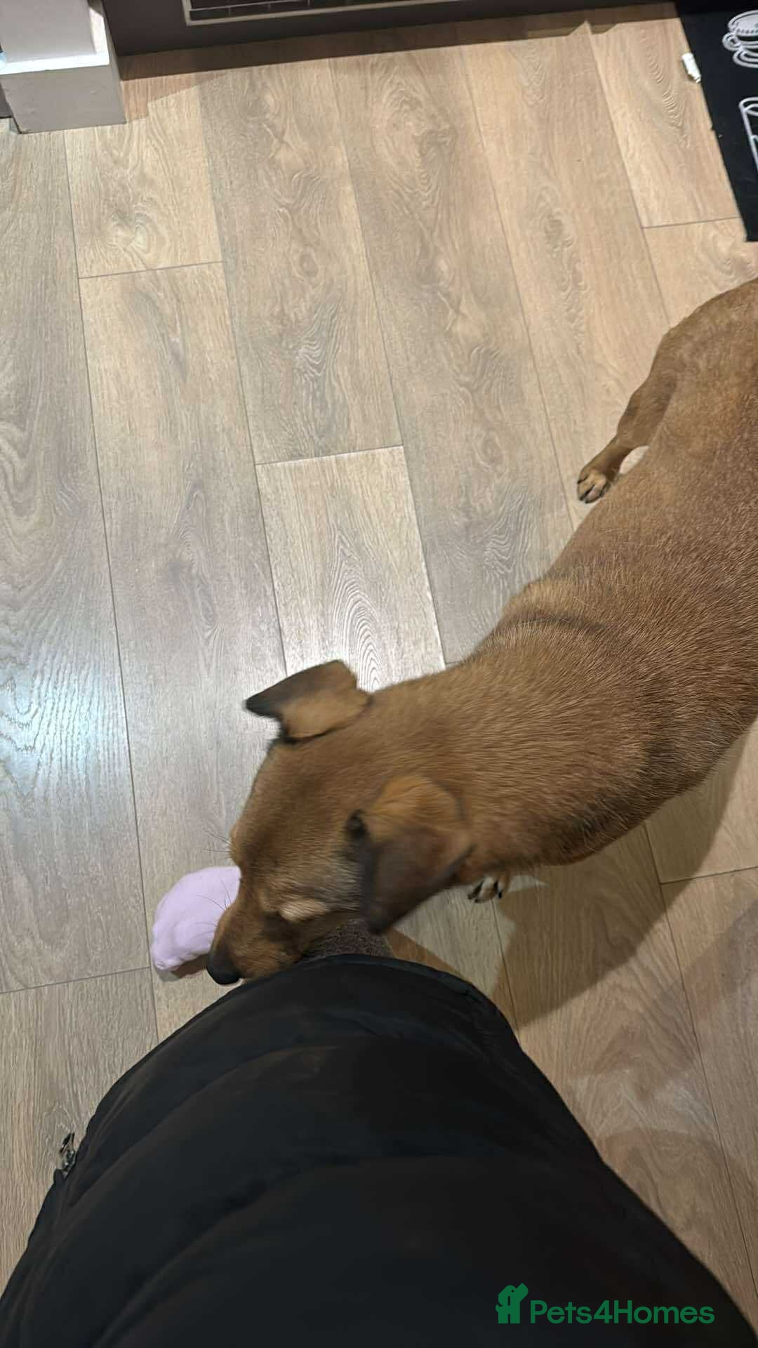 Mixed Breed dogs for adoption: Fajitas for adoption - Advert 5