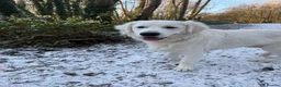 Golden Retriever dogs for stud: XL Old English Cream Golden Retriever STUD - Advert 17