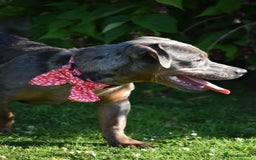 Mixed Breed dogs for sale: Staffy X Dachshund - Image 2