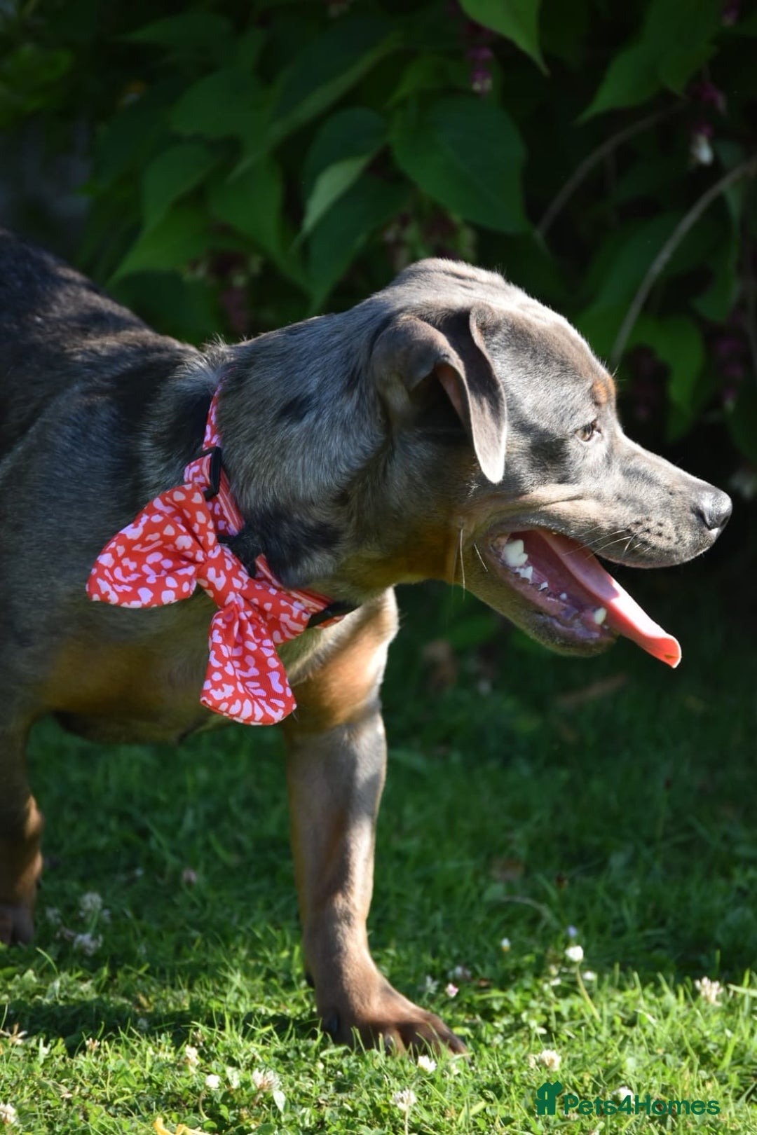 Mixed Breed dogs for sale: Staffy X Dachshund - Image 2