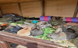 Continental Giant rabbits for sale: Beautiful Giant Continental Babies - Image 16