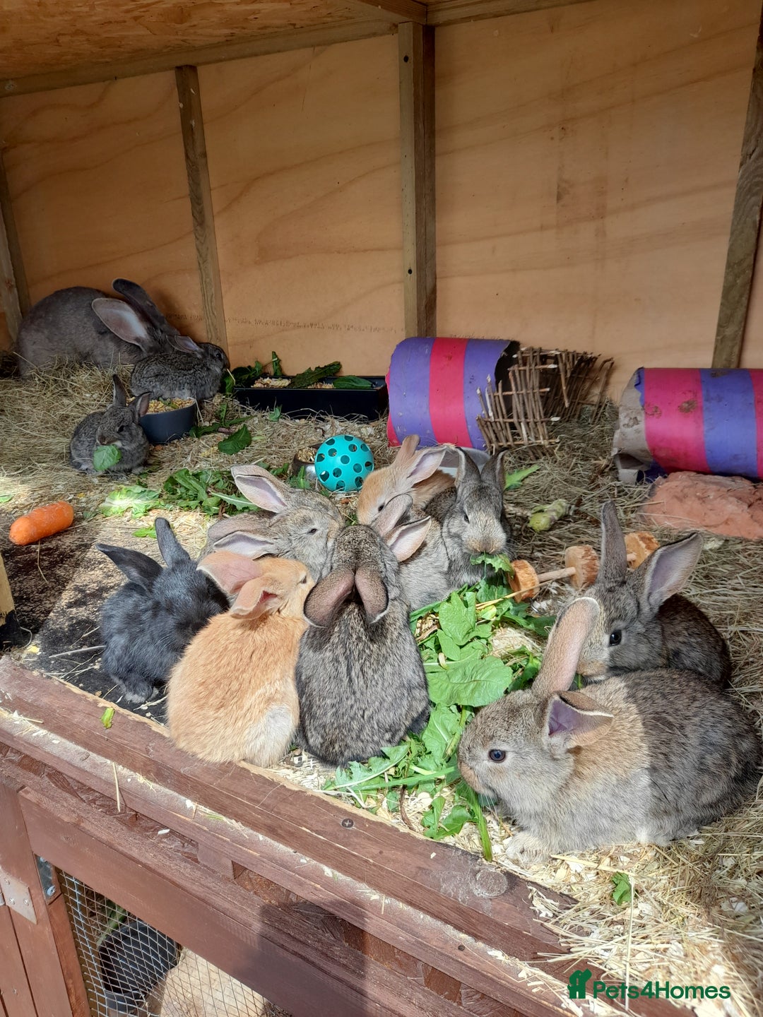 Continental Giant rabbits for sale: Beautiful Giant Continental Babies - Image 16