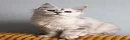 Maine Coon cats for sale: Pedigree Silver Shaded Beauties TICA Registered - Advert 6