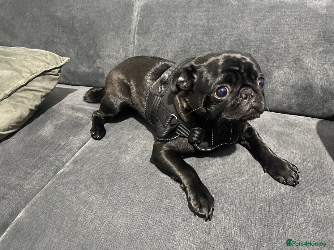 Pug dogs for sale: Pug for sale  - Image 4