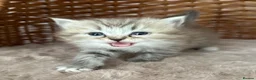 RagaMuffin cats for sale: Authentic Pure RagaMuffin Kitten - Advert 3