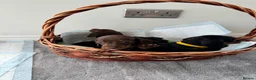 Miniature Dachshund dogs for sale: Miniature dachshund’s from health tested parents - Advert 18