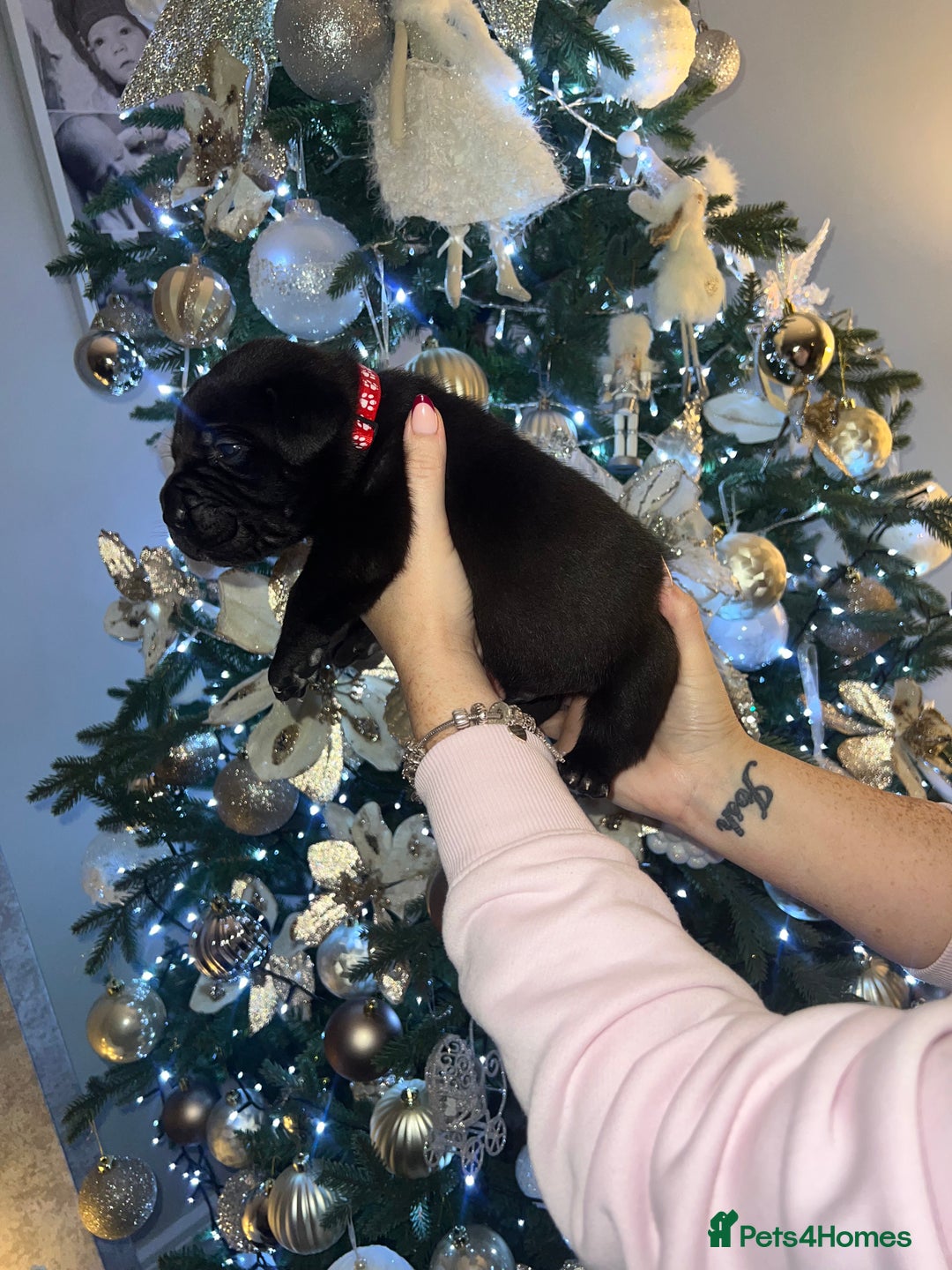 Cane Corso dogs for sale: Chunky cane corso boy pups - Advert 16