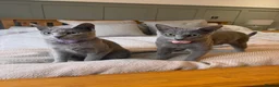 Russian Blue cats for sale: 2 gorgeous 8 month old Russian blue girls  - Advert 1