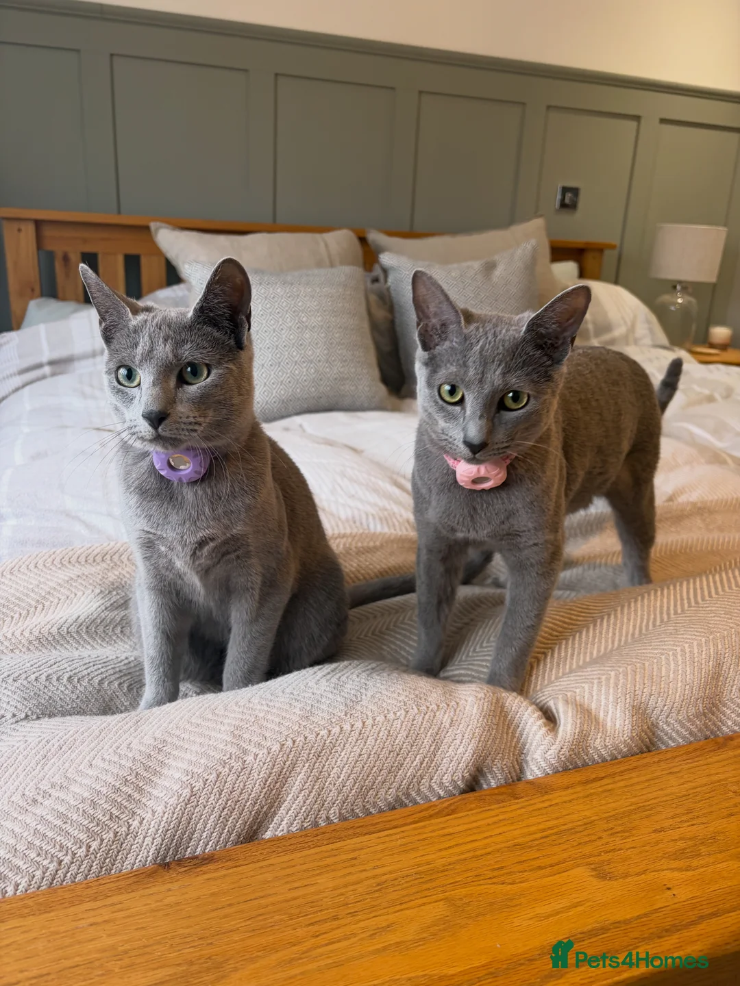 Russian Blue cats for sale: 2 gorgeous 8 month old Russian blue girls  - Advert 1