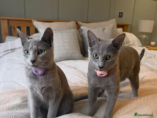 Russian Blue cats 2 gorgeous 8 month old Russian blue girls - Advert 1