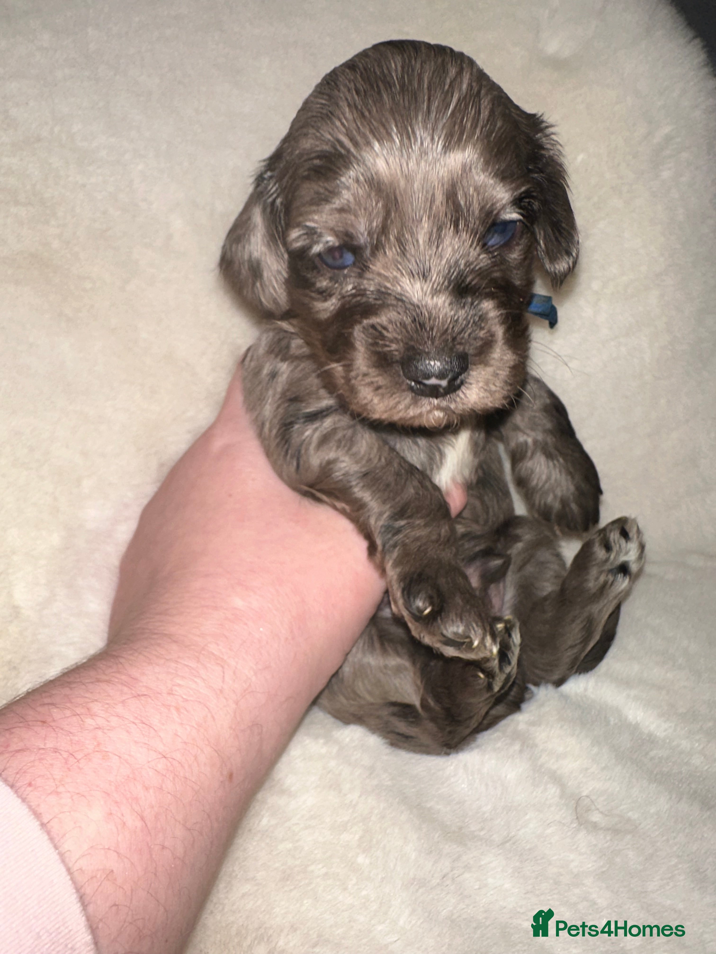 Cockapoo dogs Stunning cockapoos - Advert 14