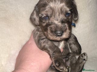 Cockapoo dogs Stunning cockapoos - Advert 14