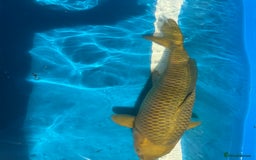 Koi Carp fish for sale: Various koi carp for sale  - Image 37