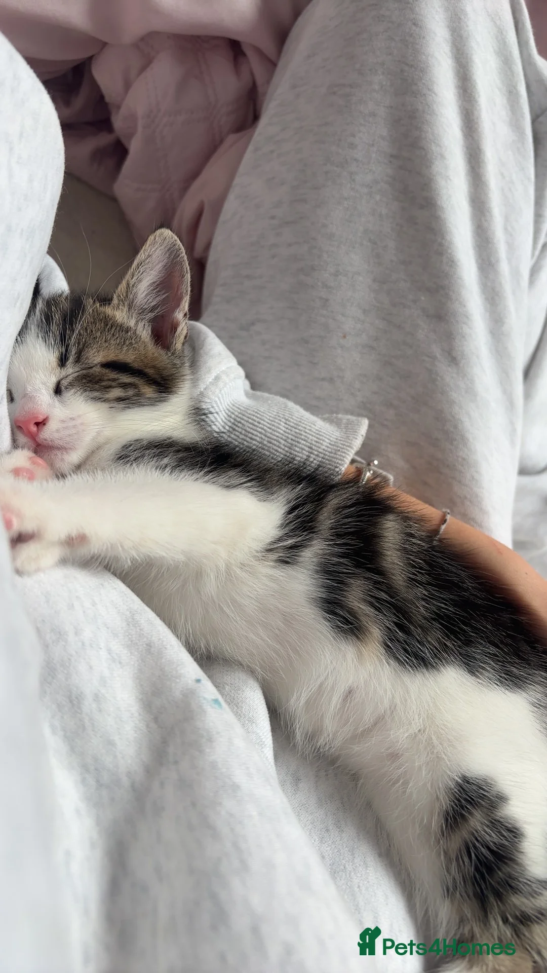 Domestic Shorthair cats for sale: Beautiful Male Domestic Shorthair Kitten in Manchester - Advert 2