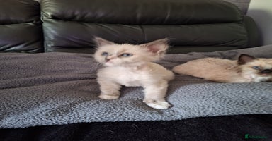 Ragdoll cats - Advert 16