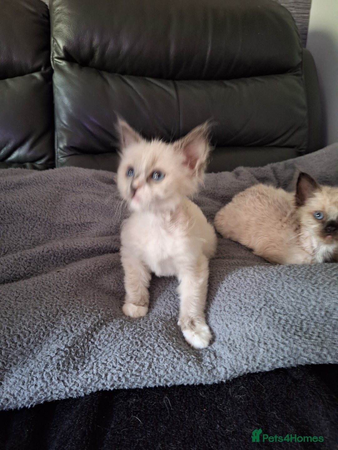 Ragdoll cats for sale: 3 loving ragdoĺls kittens for loving homes   - Image 2