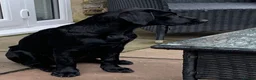 Labrador Retriever dogs for sale: Labrador puppies- TWO BOYS AVAILABLE  - Advert 11
