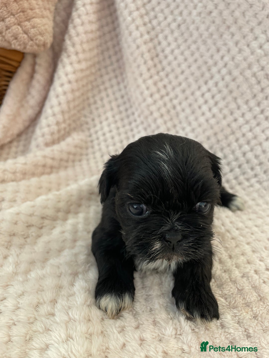 Mixed Breed dogs for sale: Lhasa apso cross shihtzu puppies. - Advert 18