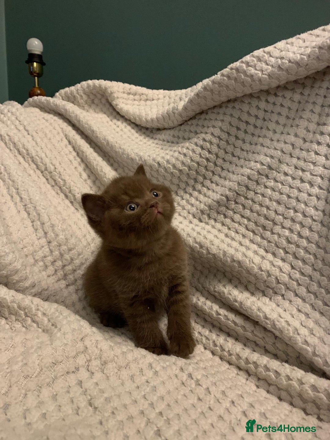 British Shorthair cats for sale: GCCF British shorthair kittens  - Advert 16