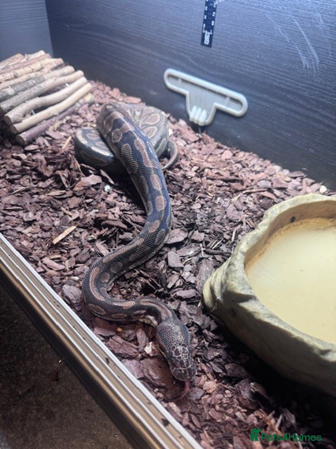 Python Snake reptiles for sale: Royal Python - Advert 3