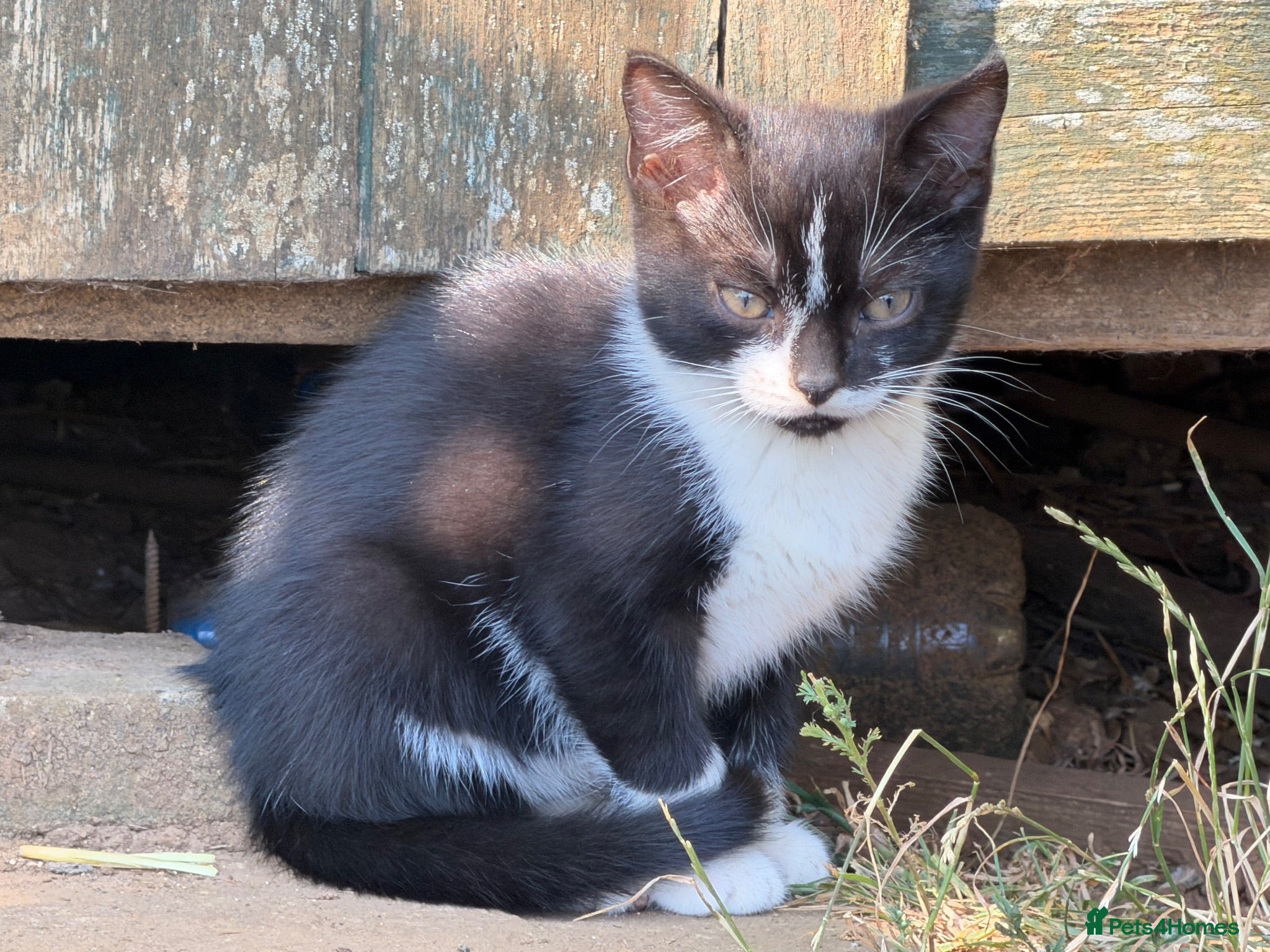 Mixed Breed cats Stunning farm kittens for sale - Advert 2