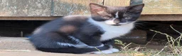 Mixed Breed cats for sale: Stunning farm kittens for sale - Advert 2